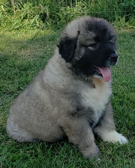Caucasian Shepherd Dog Puppy for sale in Lagos.